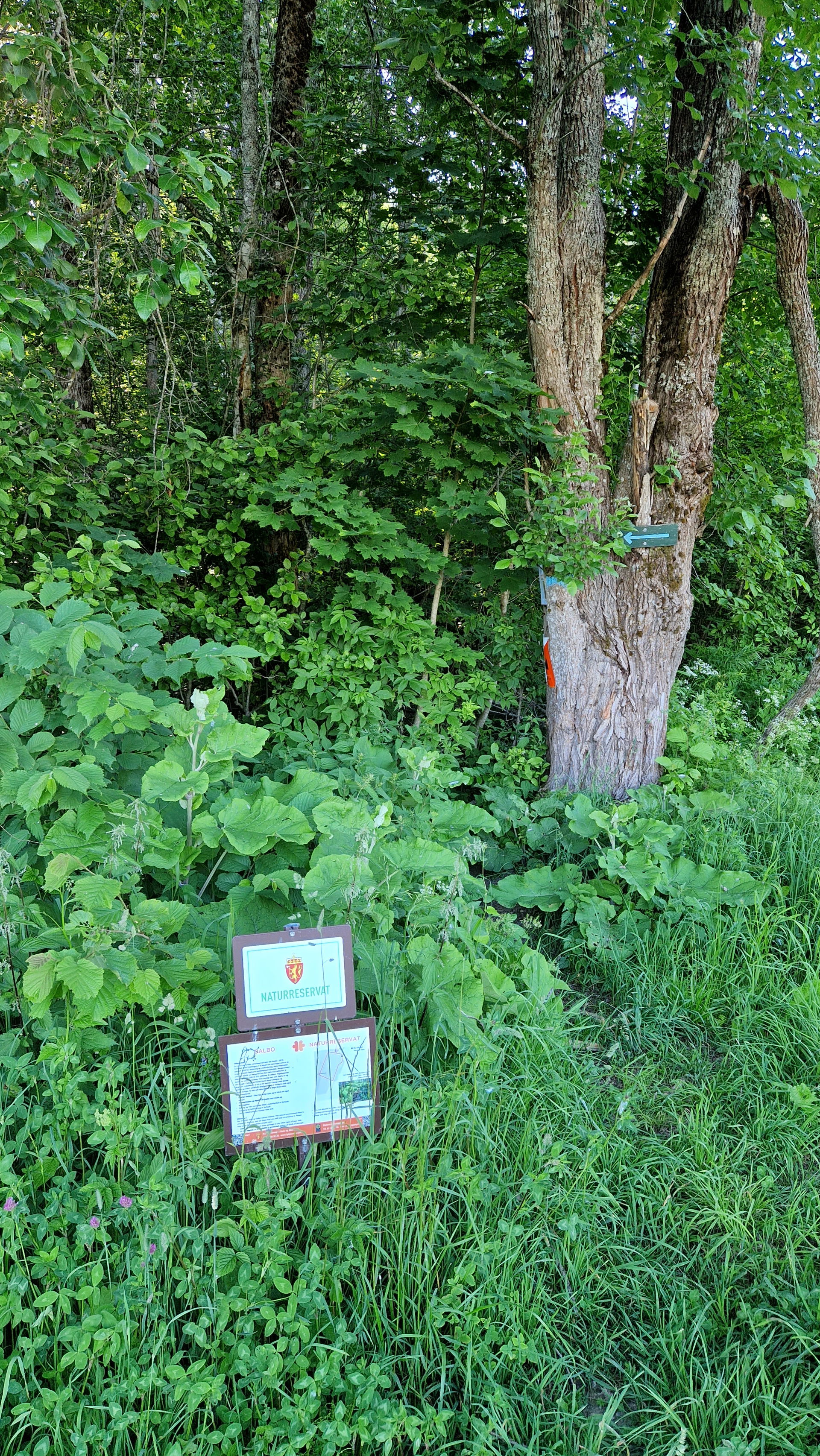 Dalbo naturreservat