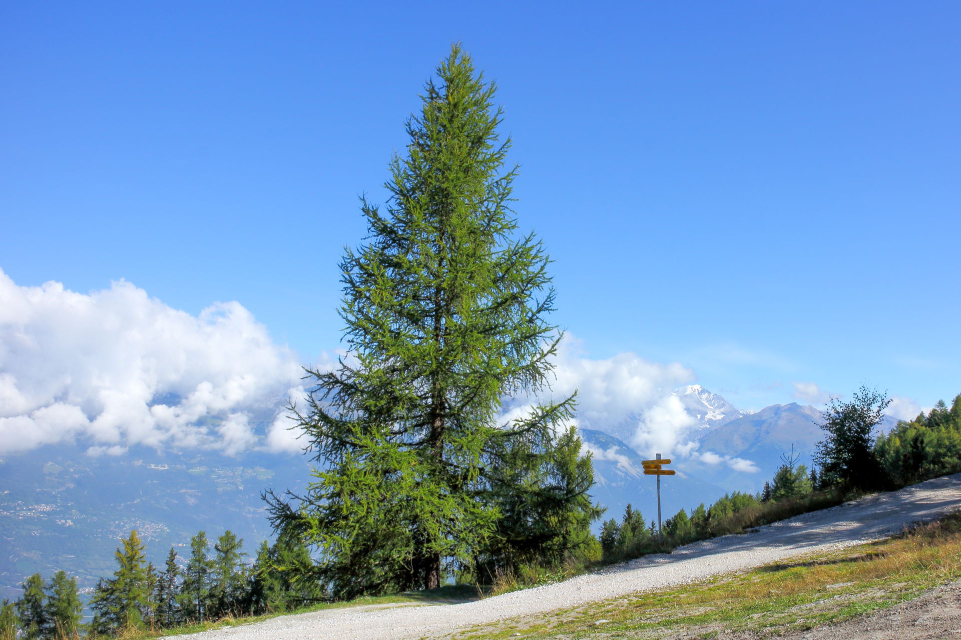 Larix view 2