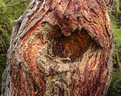 Larix view 1