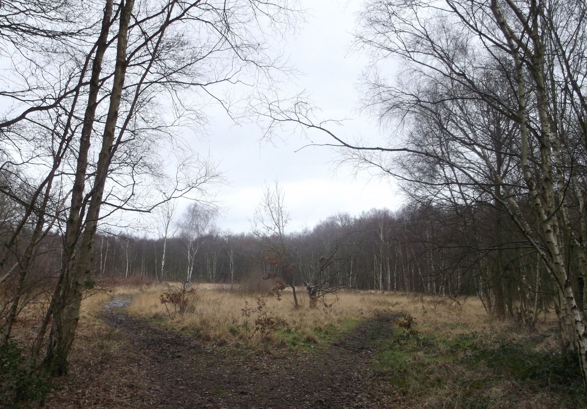 Putney Heath view 1