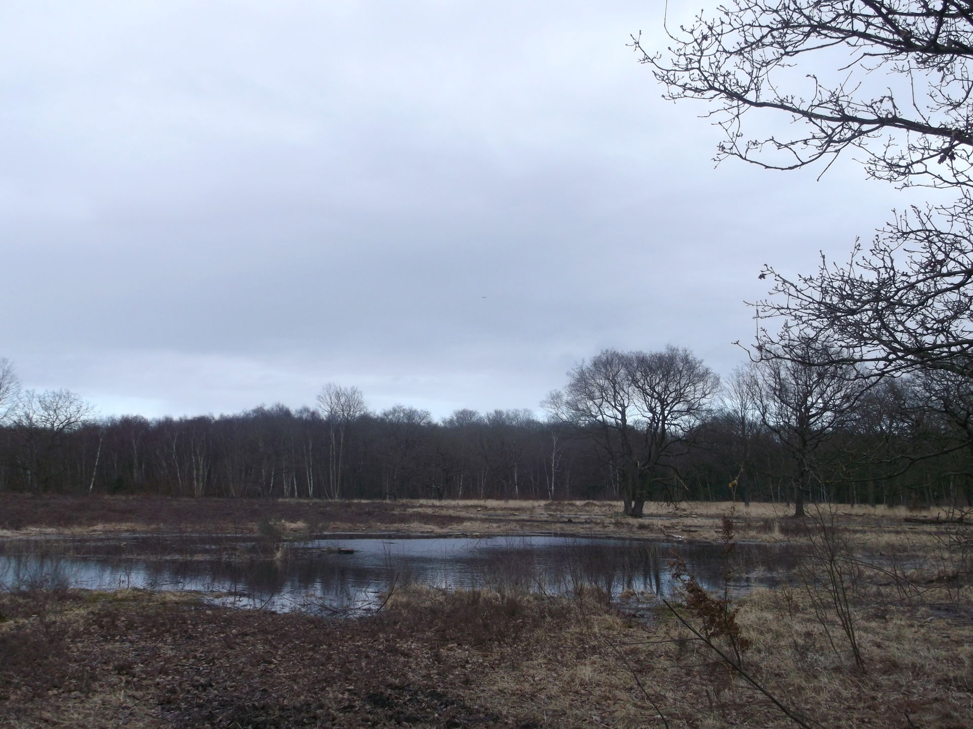 Heath Pond, Putney Heath
