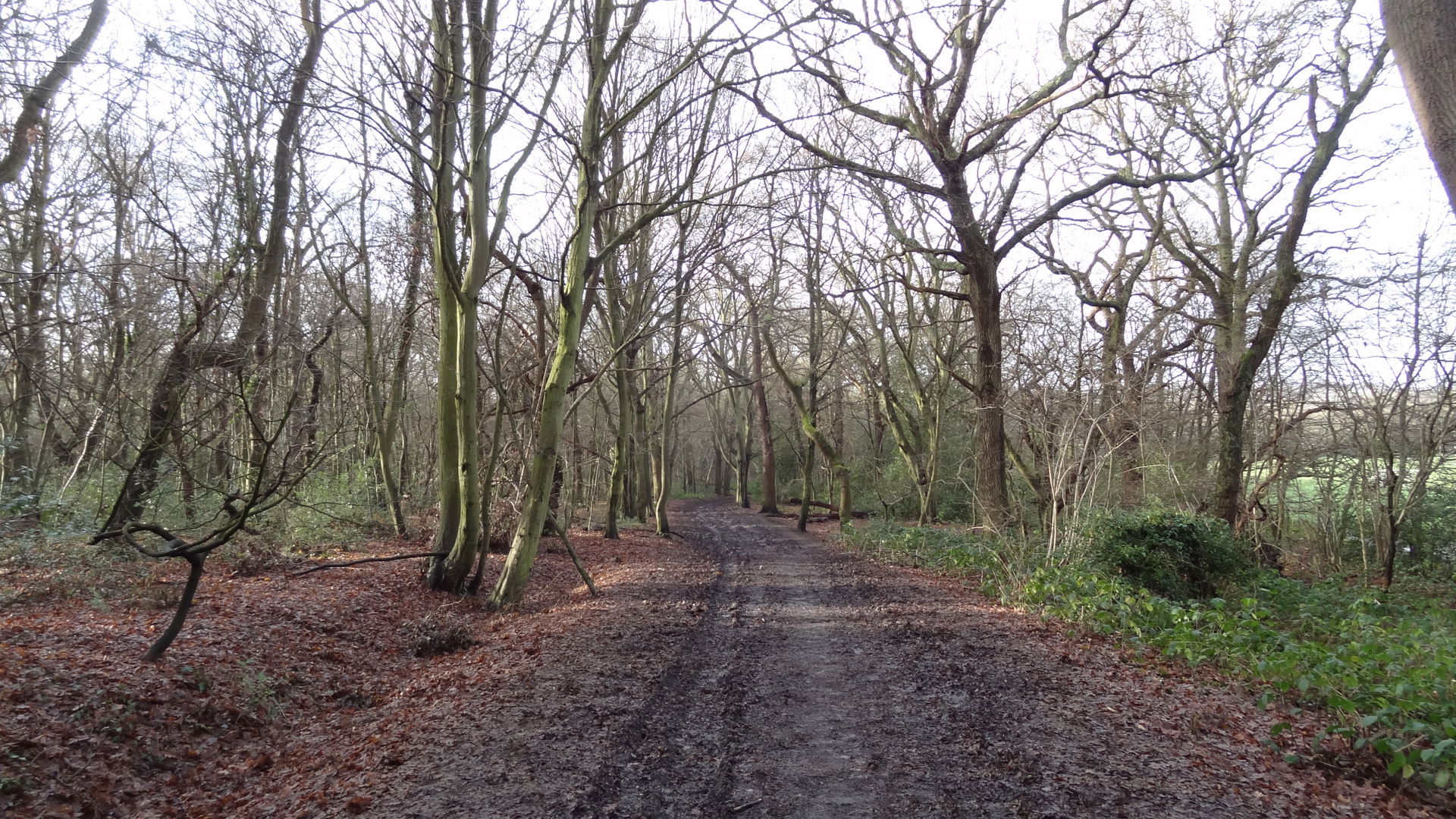 Wimbledon Common, London