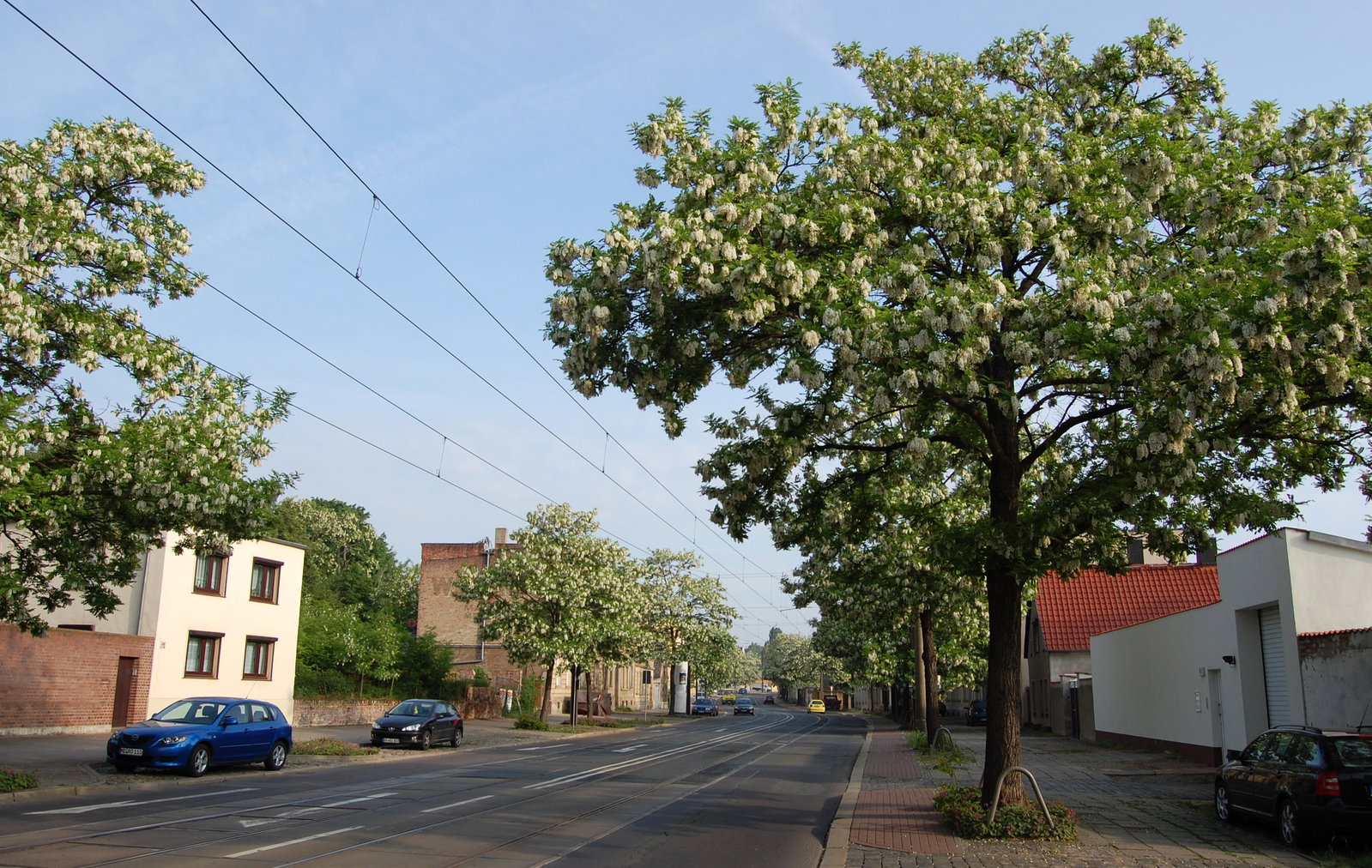 Westerhüsen district
