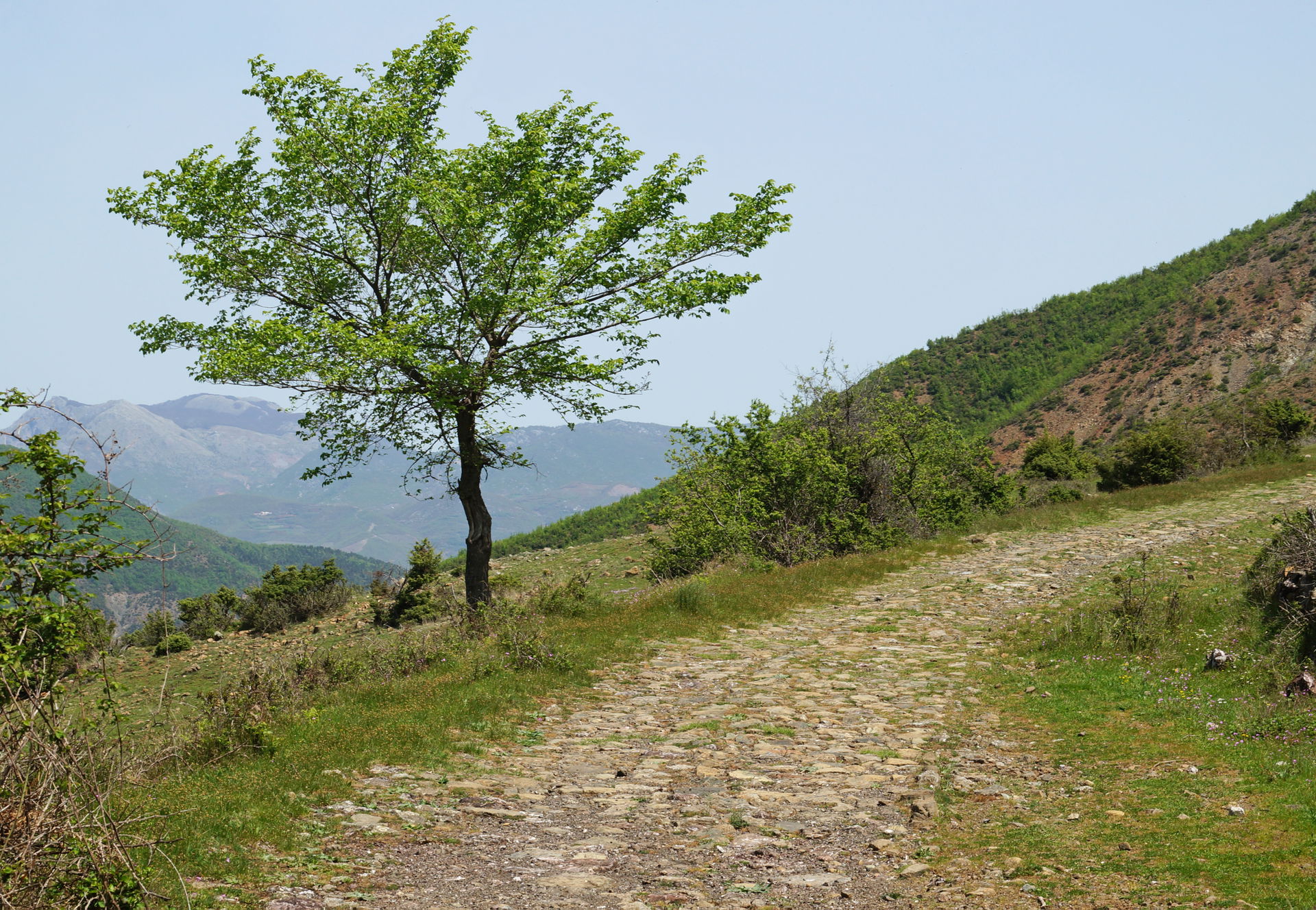 Polis view 2