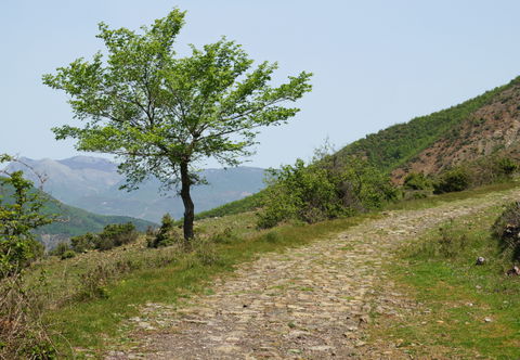 Polis view 2