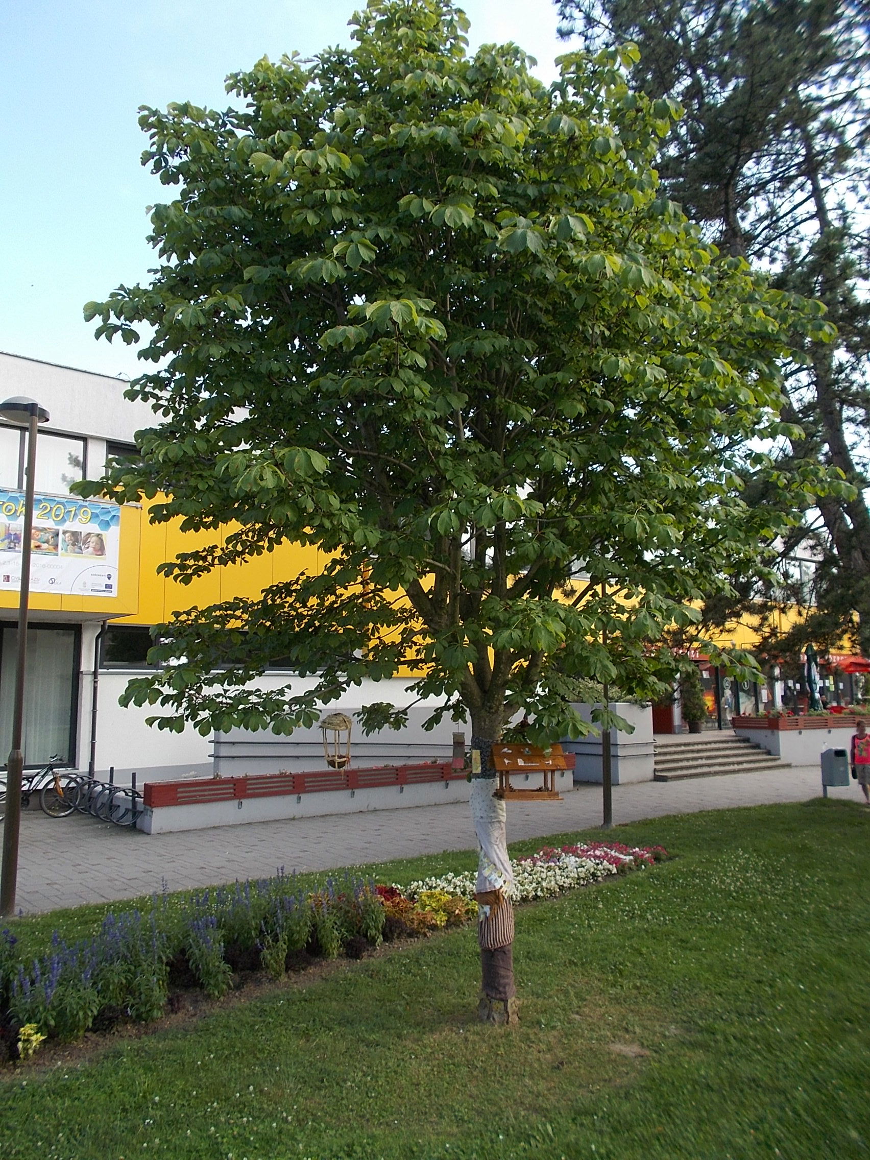 Ajka városközpont view 2