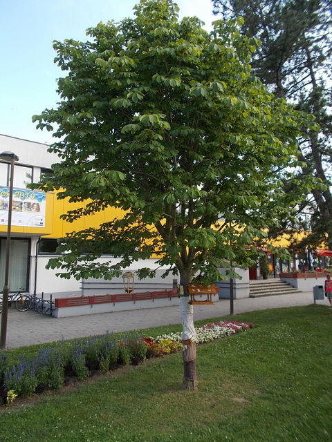 Ajka városközpont view 2