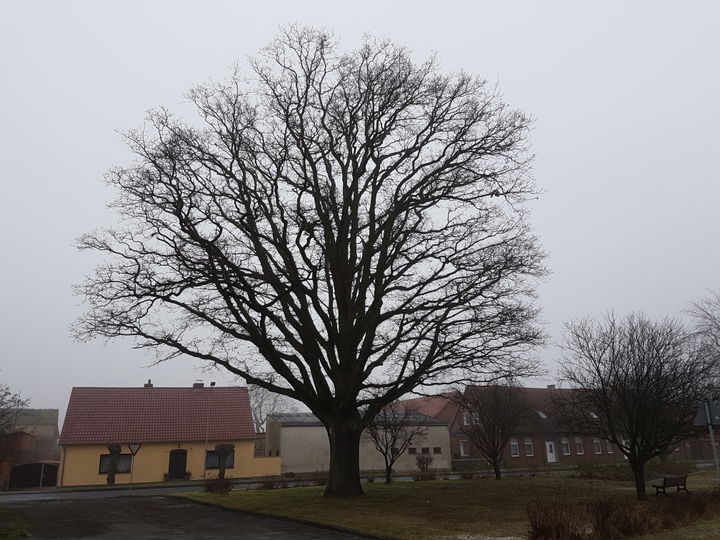 Eiche district