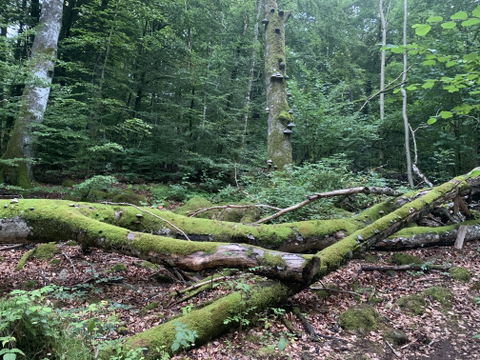 Mollas view 1