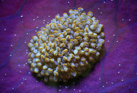 Samambaia view 2