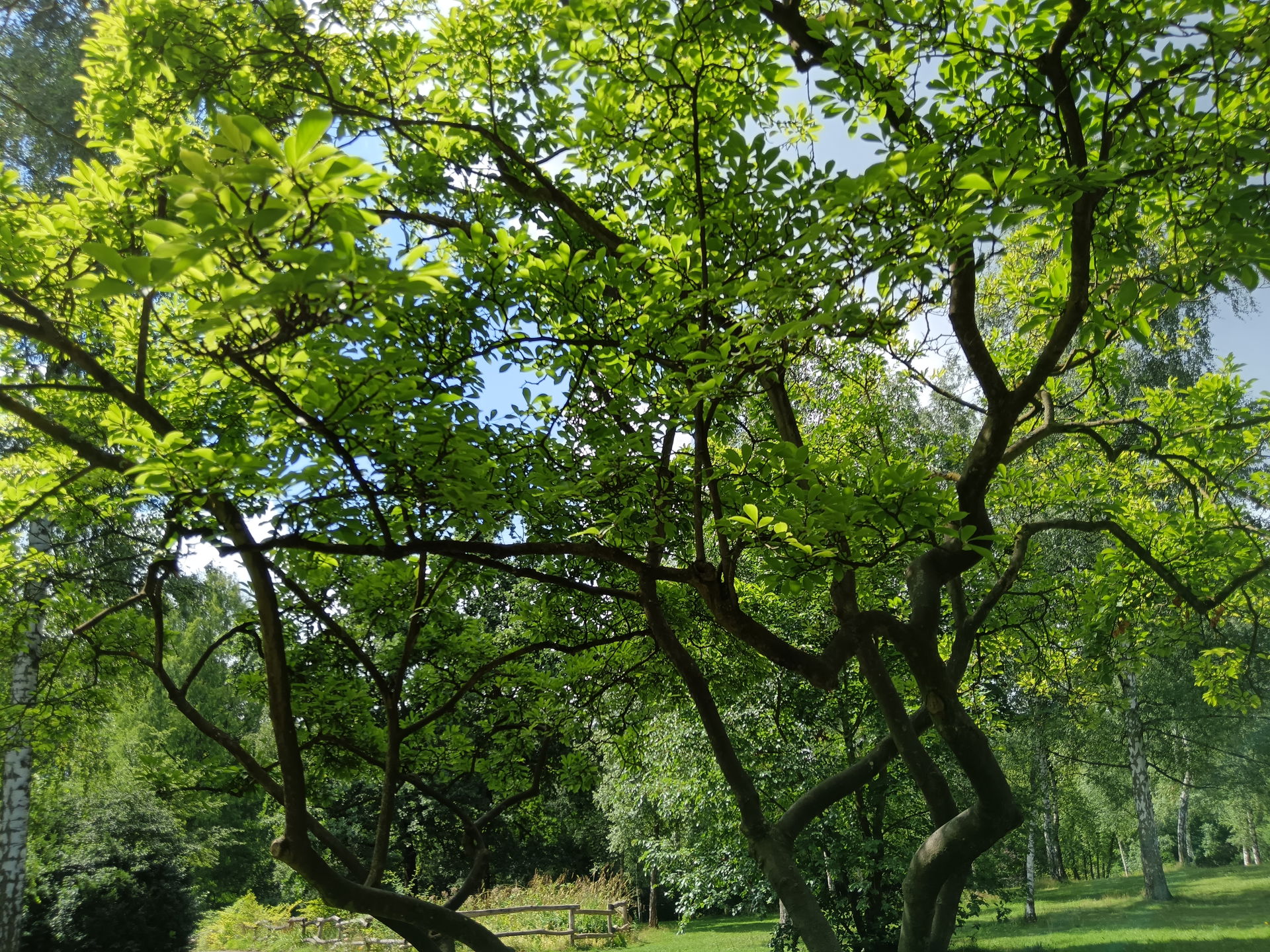 Steglitz-Zehlendorf view 3