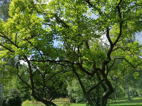 Steglitz-Zehlendorf view 3