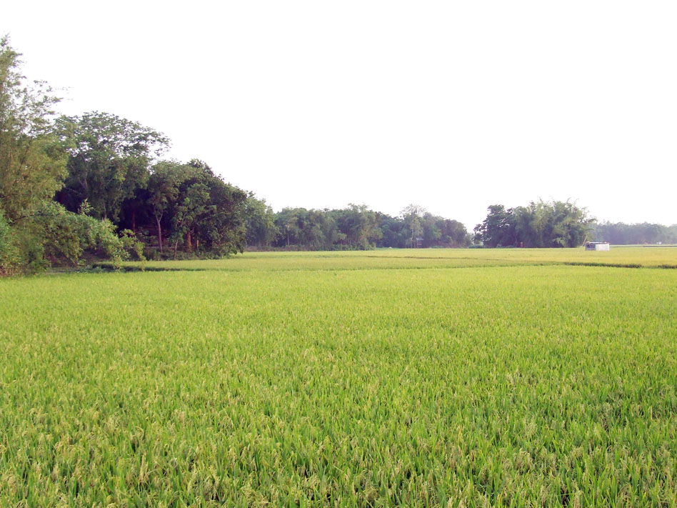 Sirajganj view 2