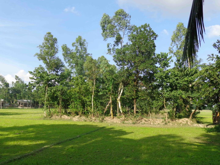 Bogura district