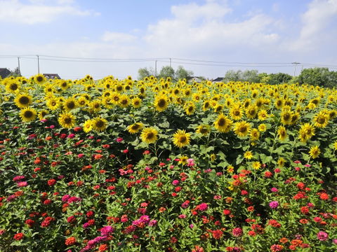 Fengxian District view 3