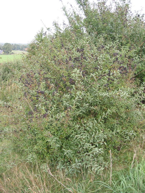 Olivereta view 2